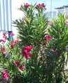 خرزهره